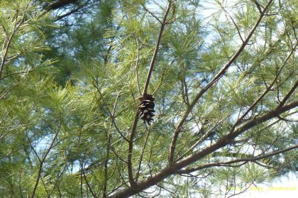 Pinus strobus
